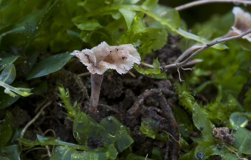 Cotylidia muscigena